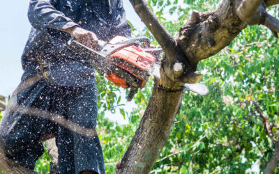 Affordable Tree Cutting Services: Keeping Your Yard Safe and Beautiful