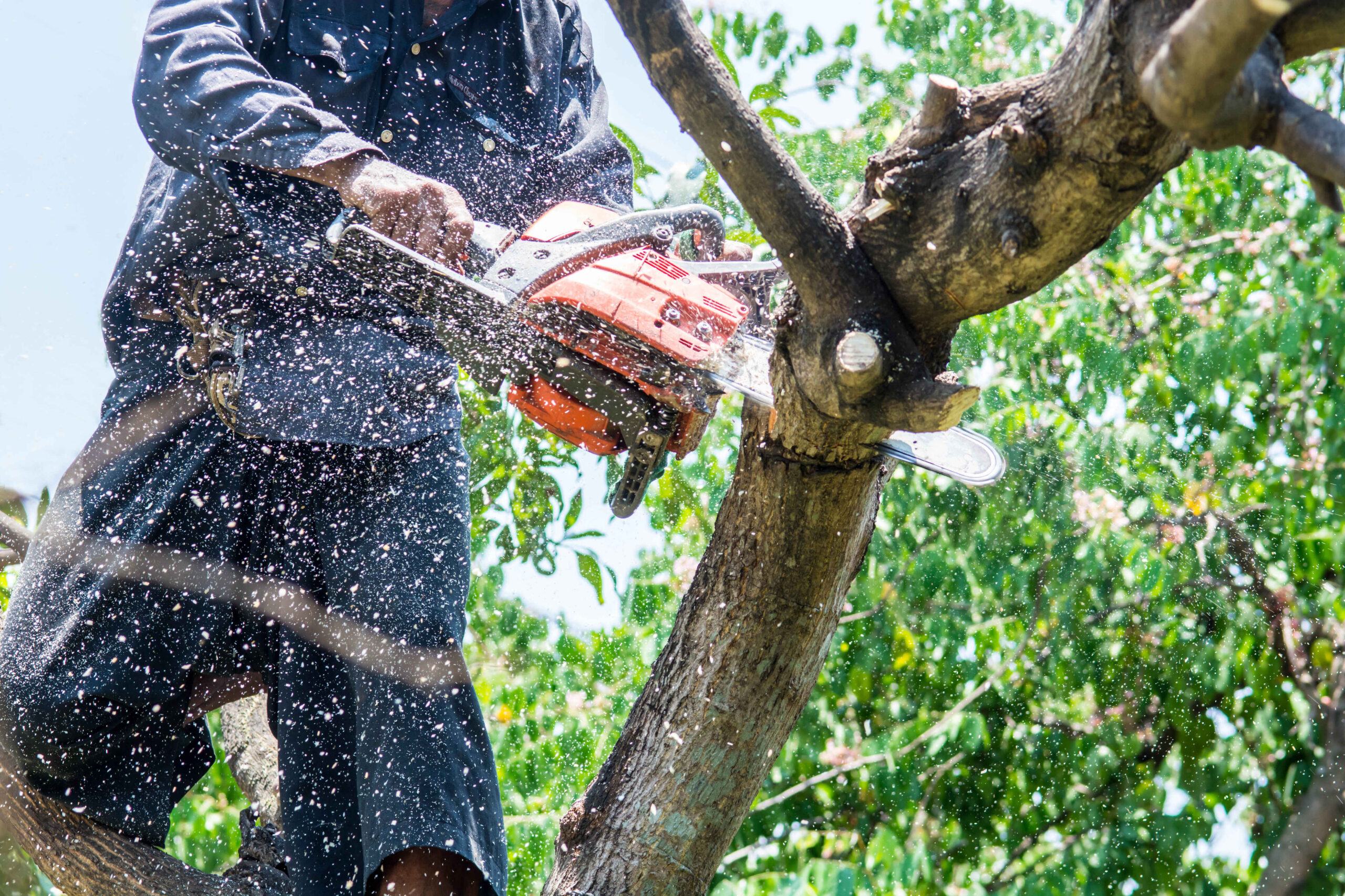 A worker trims a tree