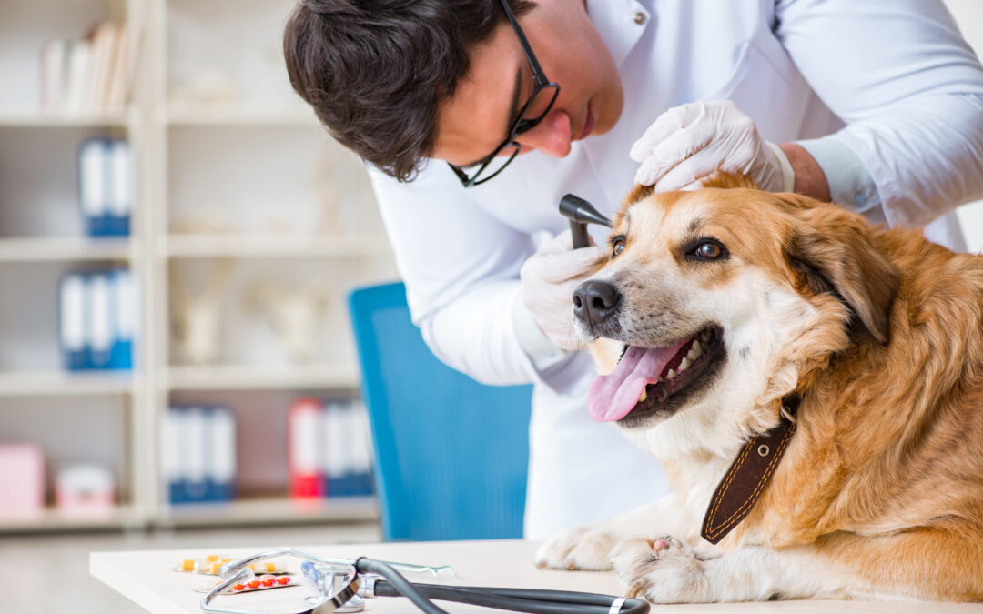 Pet Insurance: Why It’s Worth It and How to Get It for Cheap